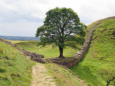 Hadrian's Wall at Sycamore Gap - geograph.org.uk - 4593047