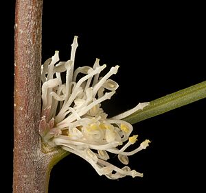 Hakea sulcata - Flickr - Kevin Thiele