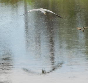 Heron flies over Mother Brook in Hyde Park, MA