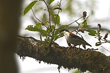 Himalayan Cutia Neora Valley National Park Darjeeling West Bengal India 28.04.2016
