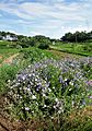 Ipbuk-dong Farms - 2012-07-25