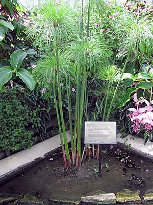 Kew.gardens.papyrus.plant.arp