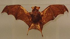 Kitti's hog-nosed bat Stuffed specimen