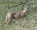 Lactating Female Coyote - cropped