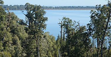 Lake Mahinapua from Treetop Walkway tower