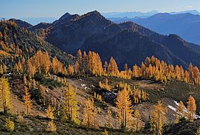 Larches and Carne Mountain.jpg