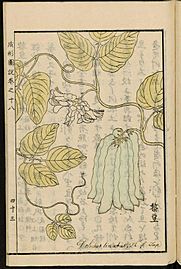 Leiden University Library - Seikei Zusetsu vol. 18, page 043 - 黎豆, 八升豆 - Mucuna pruriens (L.), 1804