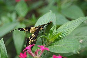 Lepidopteran Butterfly in Mindo, Ecuador