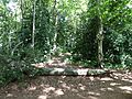Lion Wood 2