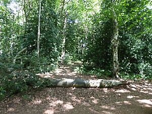 Lion Wood 2