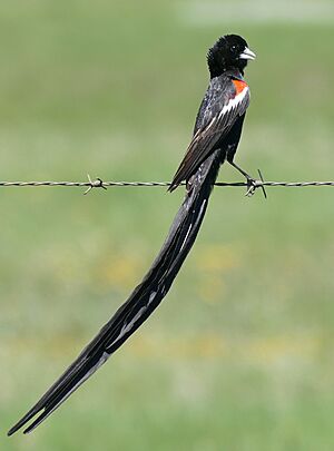Long-tailed Widowbird (Euplectes progne) male .... (46718360972).jpg