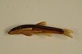 Longnose dace 01