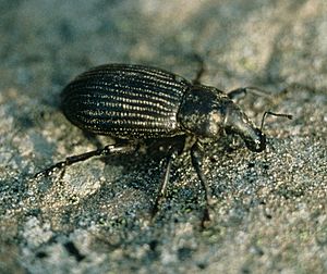 Lyperobius huttoni