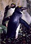 Macaroni Penguin (Eudyptes chrysolophus)6.jpg