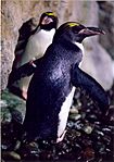 Macaroni Penguin (Eudyptes chrysolophus)6