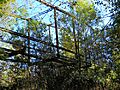 Mahned Bridge, underside camelback truss
