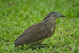 Malayan Night Heron 4978