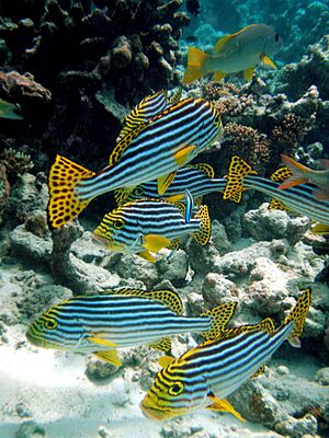 Maldives Oriental sweetlips, Plectorhinchus vittatus