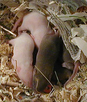 Mice 24 Nov 2004