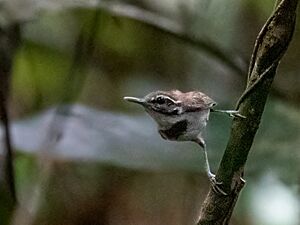 Microbates collaris - Collared Gnatwren; Presidente Figueiredo, Amazonas, Brazil.jpg