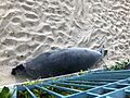 Monk Seal Before Leaving November 2 2019