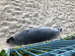 Monk Seal Before Leaving November 2 2019
