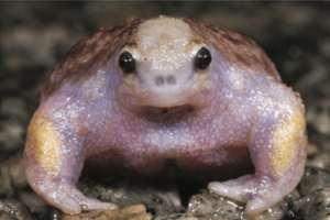 Myobatrachus gouldii (front)