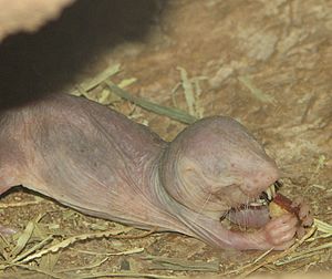Naked Mole Rat Eating