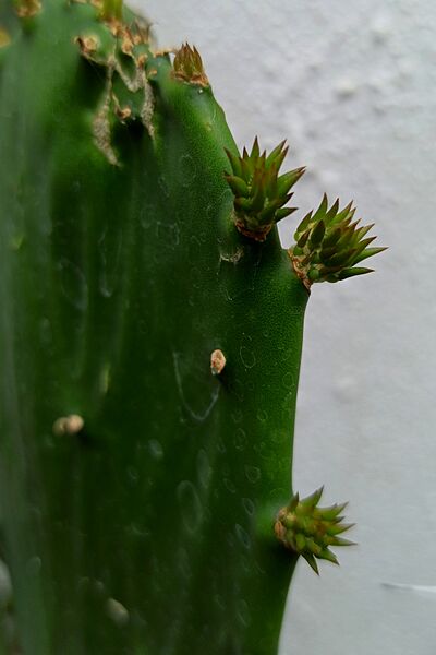 Opuntia cochenillifera (Cactaceae) - Buds