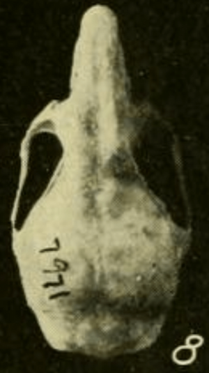 Oryzomys bombycinus alleni dorsal