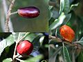 PCostataFruit