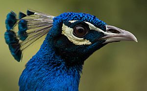 Peacock-JS