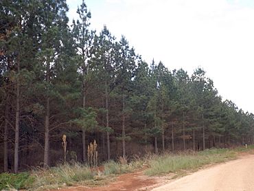 Pechey State Forest.jpg