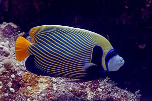 Pez ángel emperador (Pomacanthus imperator), mar Rojo, Egipto, 2023-04-17, DD 104.jpg