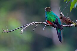 Pharomachrus auriceps, Golden-headed Quetzal