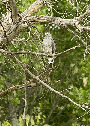 Picture of Grey Hawk seen outside Phoenix, Arizona