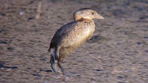 Pied-billed Grebe - on land (8430520951).jpg