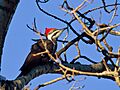 Pileated Woodpecker (5232852855)