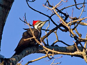 Pileated Woodpecker (5232852855)