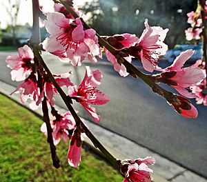 Pink Blossoms, Morning Sun 3-15-15 (16650832229)