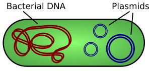 Plasmid (english)