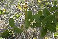 Pogonolobus reticulatus foliage and flowers