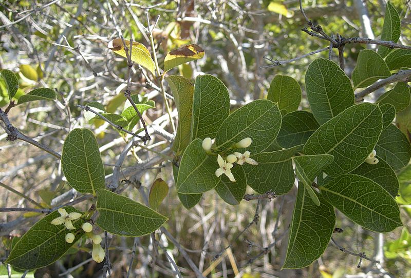 Pogonolobus reticulatus foliage and flowers