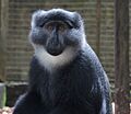 Preuss's guenon (Cercopithecus preussi) at CERCOPAN primate sanctuary