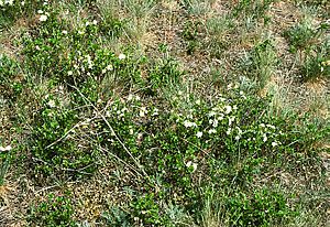 Prunus fruticosa 1