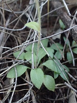 Pterostylis echinulata rosette