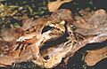 Rana latastei