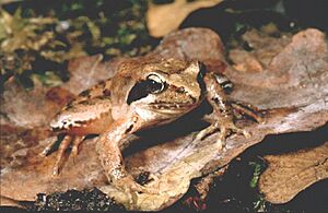 Rana latastei