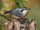 Red-breasted Nuthatch (Sitta canadensis)6