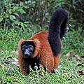Red ruffed lemur (Varecia rubra)